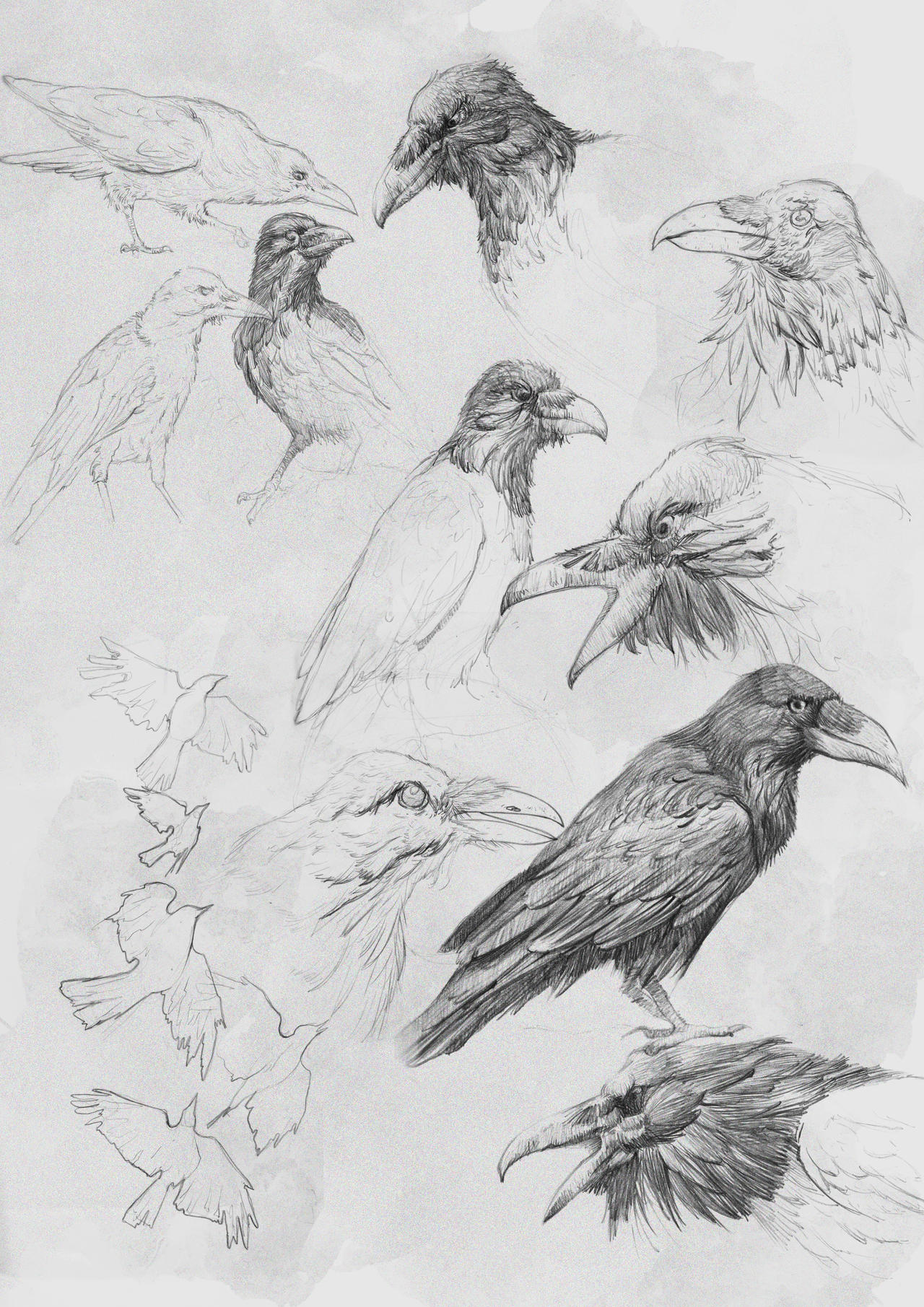Studies- Raven by Bluntpencilz on DeviantArt