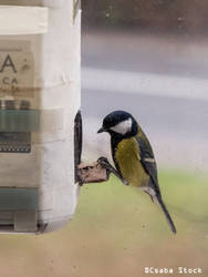 Great Tit (Parus major) feeder