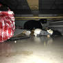 Obsidian under the bed pic 1