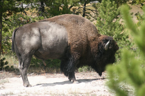 Awesome Bison by derphred on DeviantArt