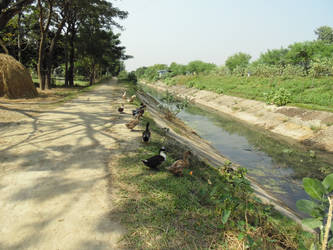 A Street In a Village