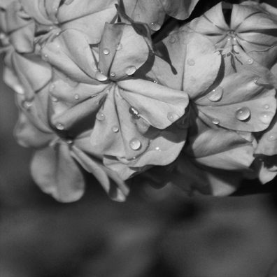 dewdrops Black and White