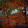 Fall Leaves I