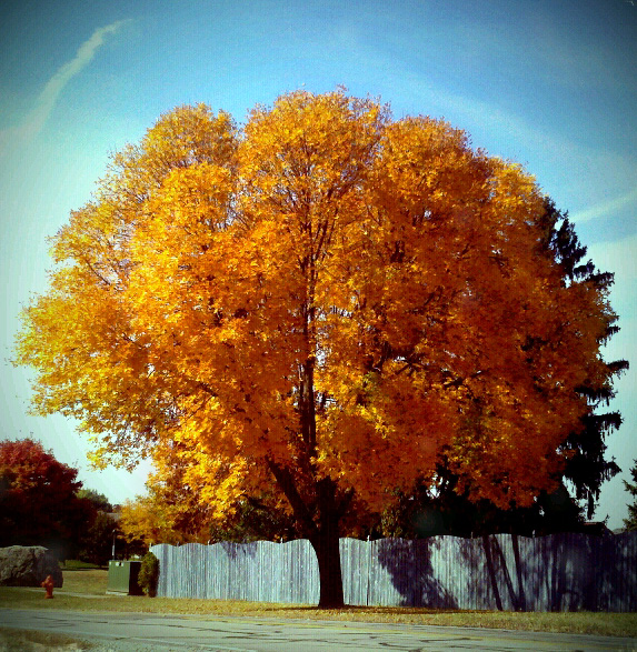 Fall Leaves II