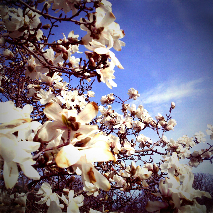 Spring blossoms