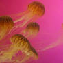 Jellies!