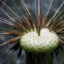 First macro