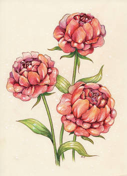 Peony