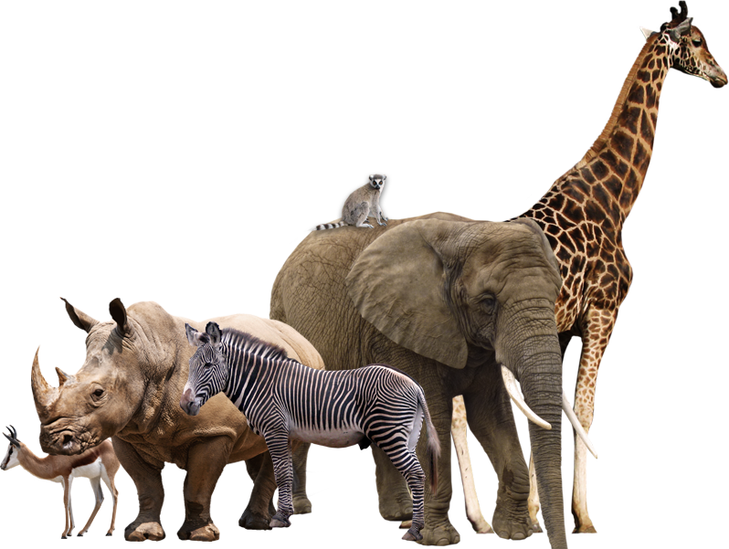 Safari Animals Png