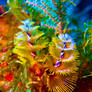 Christmas tree worm