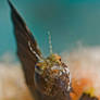 Sailfin Blenny2