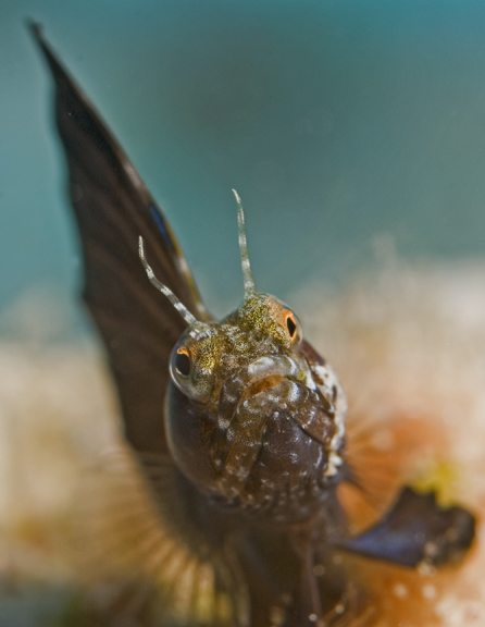 Sailfin Blenny2