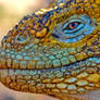 Galapagos rock Iguana