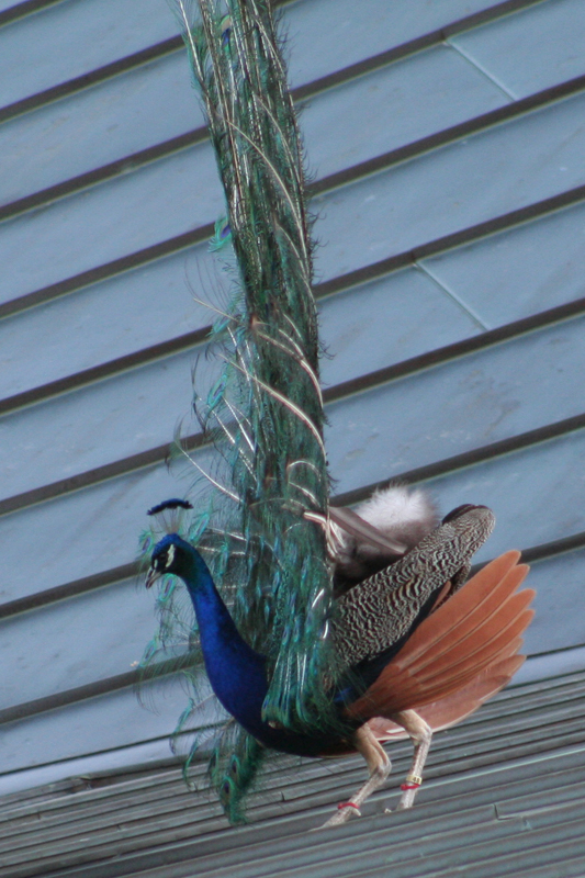 Peacock Edging Down Roof