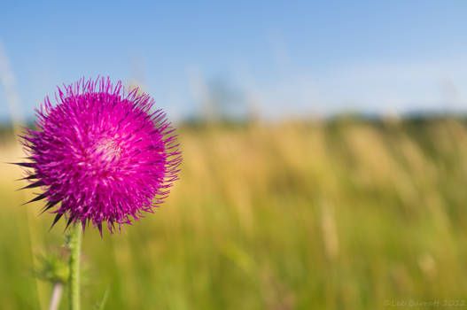 Defocused Blossom