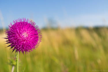 Defocused Blossom