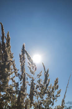 Sun and Grain