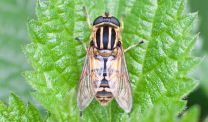 Stripey Fly