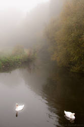 Swans on the River