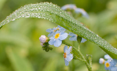 Dew on the Flowers