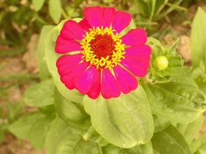 flower