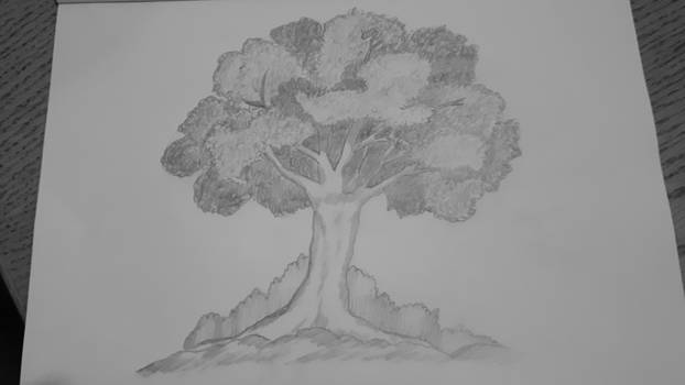 tree sketch no. 1