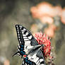 Machaon Premier