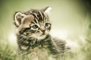 Le petit chaton de base by Sblourg