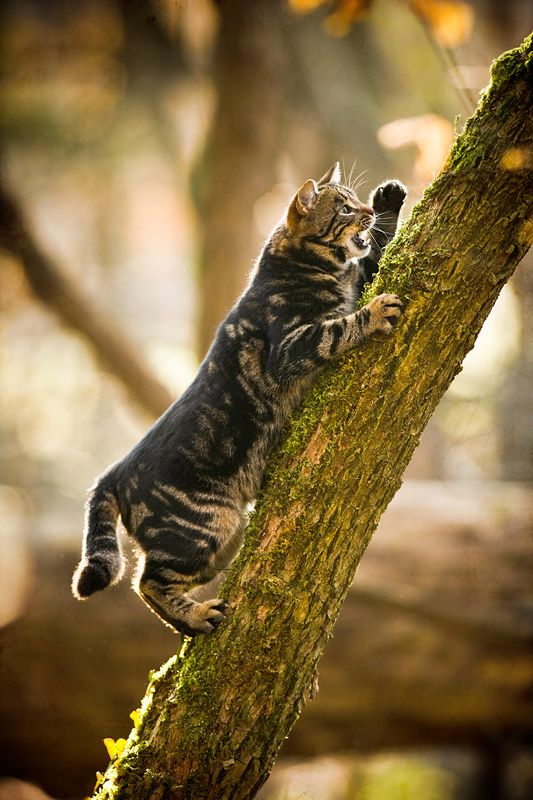 On a tree