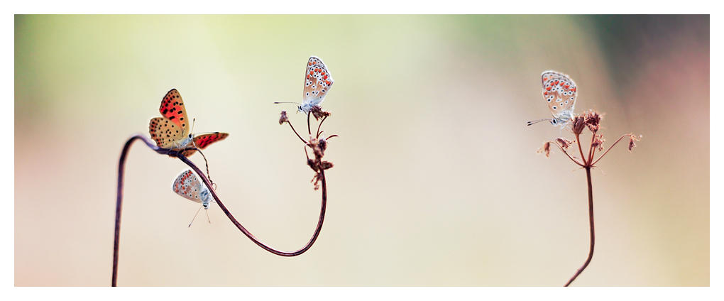 ~ I by Sblourg ~ I by Sblourg