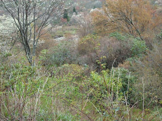 Graveyard Fields 2