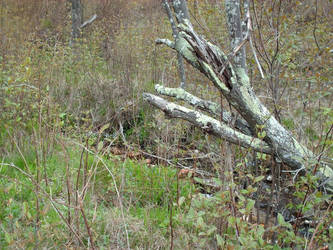 Graveyard Fields 3