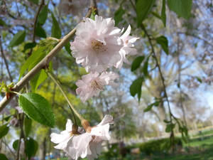 Pink Spring