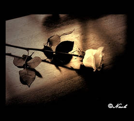 Lone rose