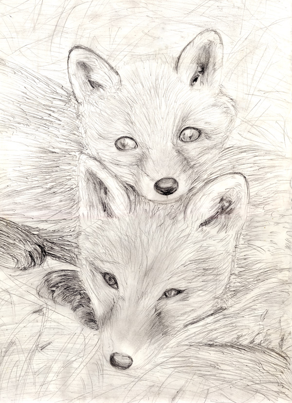 cute foxes - pencil drawing