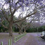 Jacaranda Trees