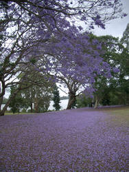 Jacaranda Trees 2 of ?