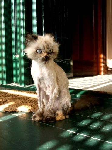 Shaved Cat