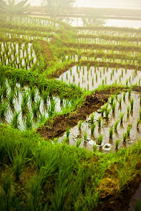 Rice Field