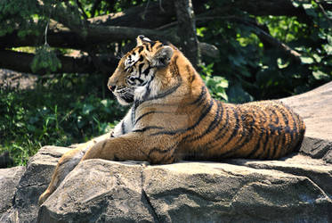 Amur Tiger