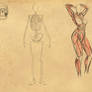 Human Anatomy Studies