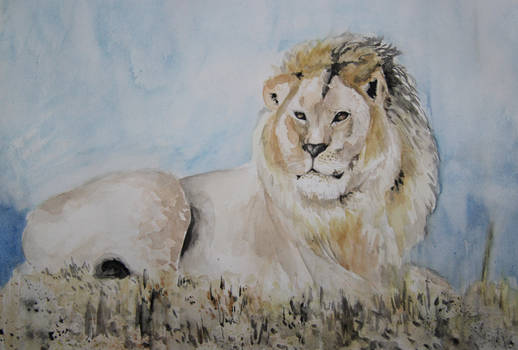 Resting Lion - Aquarelle