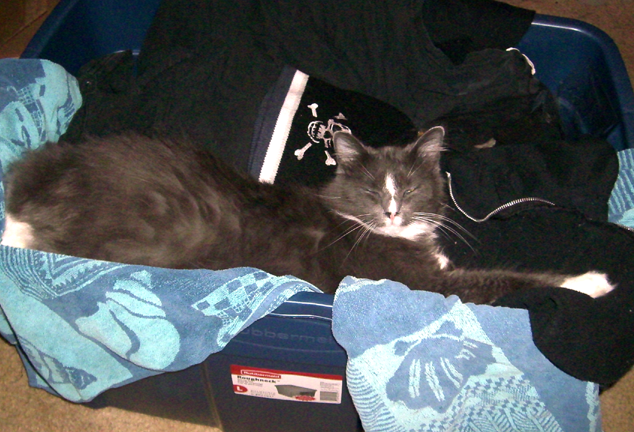 Napping On Daddy's Clothes