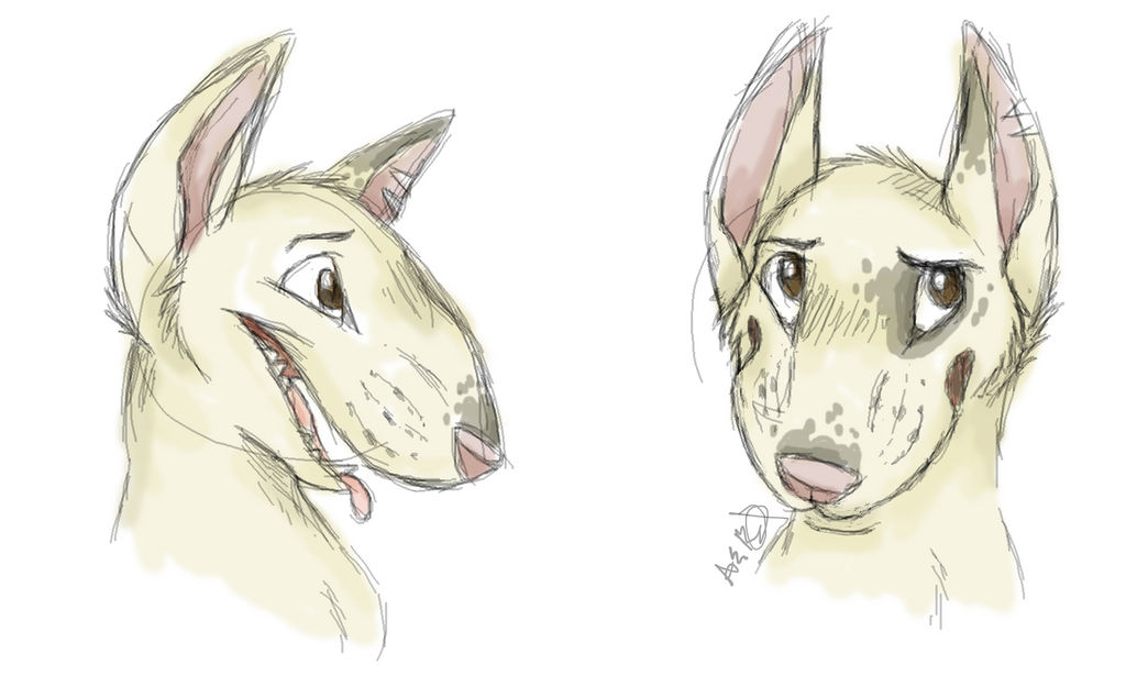 Bull Terrier Concept