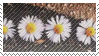 Daisy Stamp