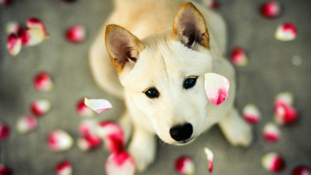 Flower petals falling