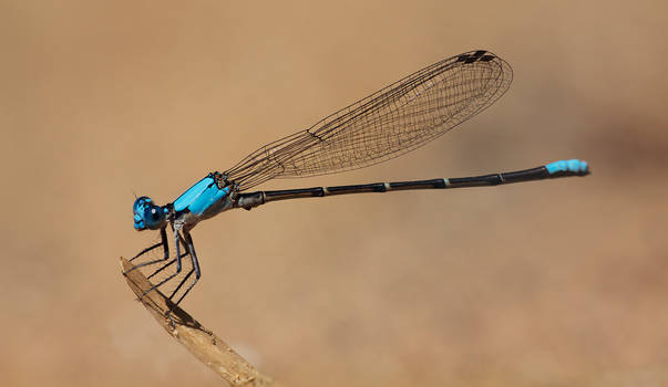 Damselfly