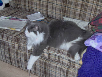 Aggie Relaxing on Couch