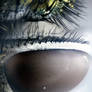 Common Greenbottle fly eye