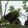 Ferrisburgh Vt Bald Eagle Nest 2021-06-26 036